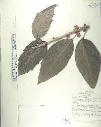 Pavonia strictiflora image