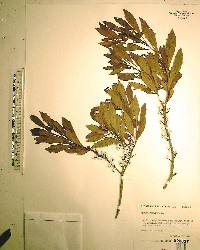 Myrica cerifera image