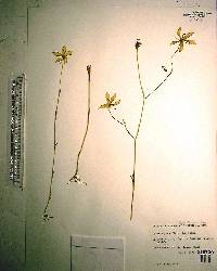 Sabatia grandiflora image