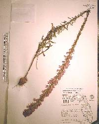 Liatris elegans image