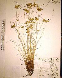 Cyperus lanceolatus image