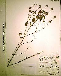 Pycnanthemum floridanum image