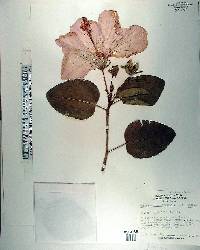 Hibiscus rosa-sinensis image