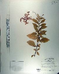 Hibiscus schizopetalus image