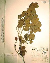 Coccoloba diversifolia image