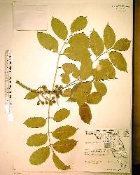 Bursera simaruba image