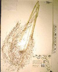 Muhlenbergia capillaris image