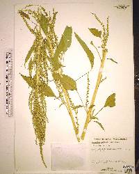 Orontium aquaticum image