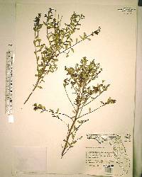 Vaccinium myrsinites image