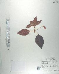 Kohleria amabilis var. bogotensis image