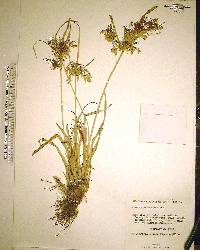 Cyperus ochraceus image