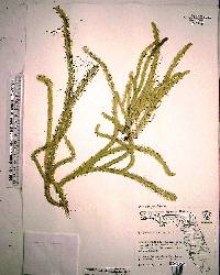 Lycopodiella alopecuroides image