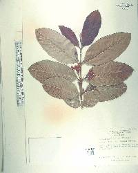 Psidium guajava image