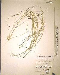 Dichanthelium aciculare image