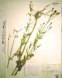 Verbena bonariensis image