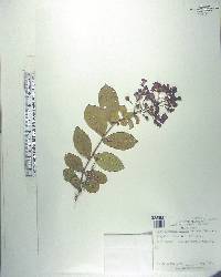 Lagerstroemia indica image