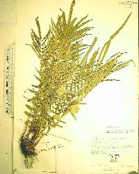 Pteris vittata image
