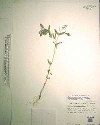 Chamaesyce hyssopifolia image