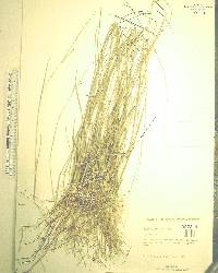 Panicum tenerum image