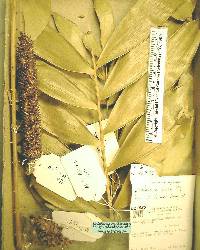 Ceratozamia latifolia image