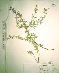 Oenothera humifusa image