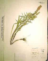 Liatris gracilis image