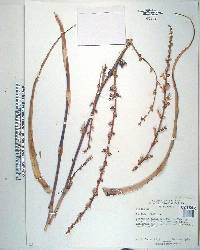 Dyckia brevifolia image