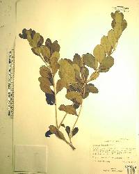 Eugenia foetida image