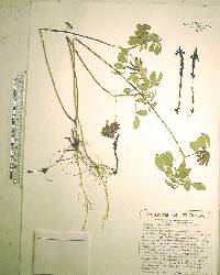 Striga gesnerioides image