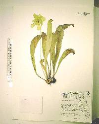 Sarracenia minor image