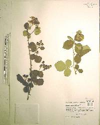 Rubus cuneifolius image