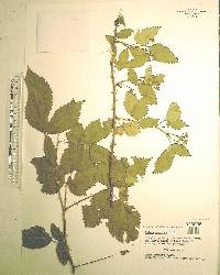Rubus argutus image