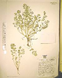 Soliva anthemifolia image