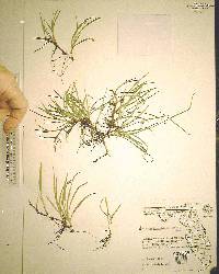 Kyllinga brevifolia image
