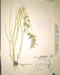 Juncus elliottii image