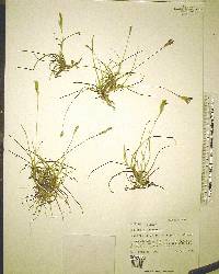 Tillandsia recurvata image