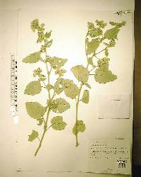 Sida cordifolia image