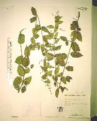 Sageretia minutiflora image