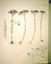 Polygala ramosa image