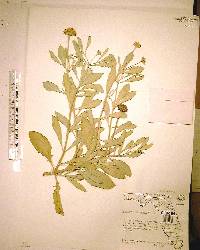 Borrichia frutescens image