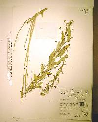 Sida rhombifolia image