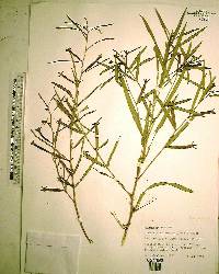 Ludwigia octovalvis image