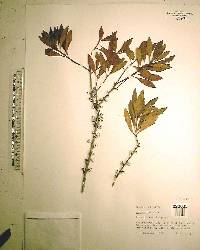 Myrica cerifera image