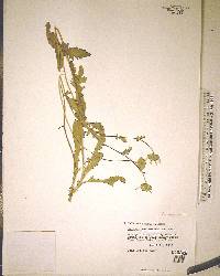 Berlandiera subacaulis image