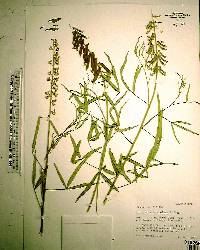 Crotalaria lanceolata image