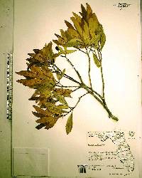 Persea humilis image