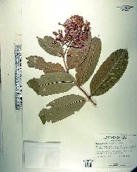 Lagerstroemia floribunda var. cuspidata image