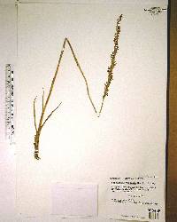 Spiranthes vernalis image