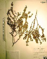 Vaccinium myrsinites image