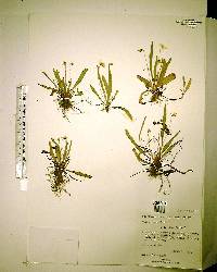 Viola lanceolata image